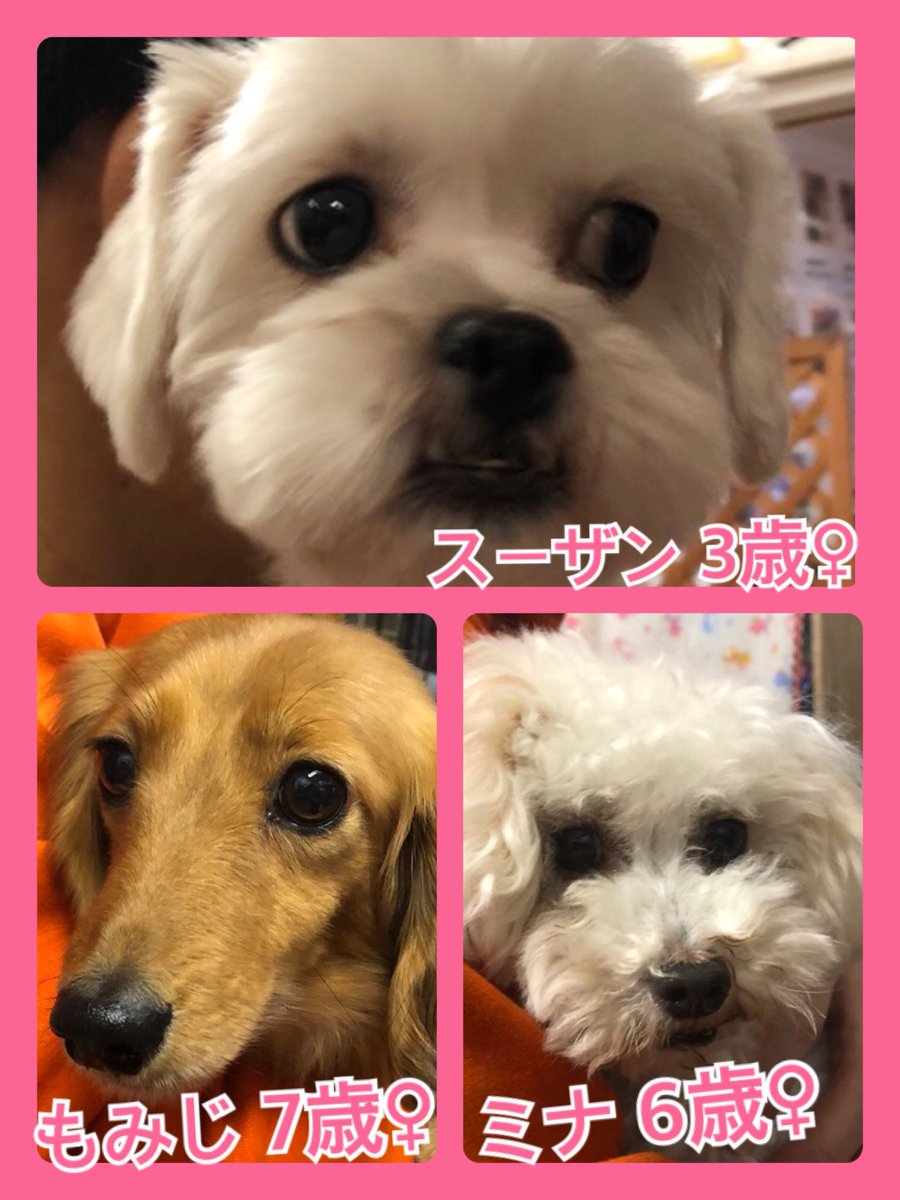 🐾今日の里親様募集中ワンコ🐶メンバーです🐾2020,1,21